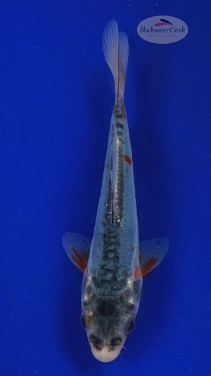 Koi 647 3-4 inches [PW-T11-647]