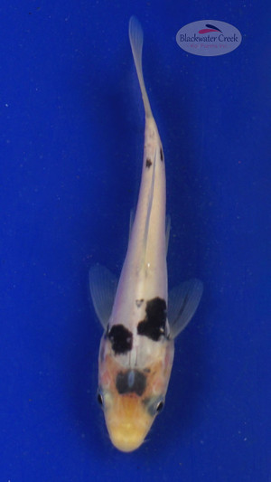 Koi 649 3-4 inches [PW-T11-649]