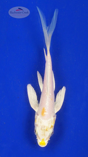 Koi 662 3-4 inches [PW-T23-662]