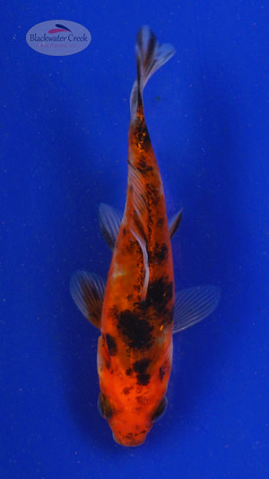 Goldfish 663 3-4 inches [PW-T23-663]