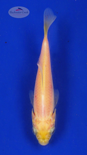 Goldfish 665 3-4 inches [PW-T23-665]