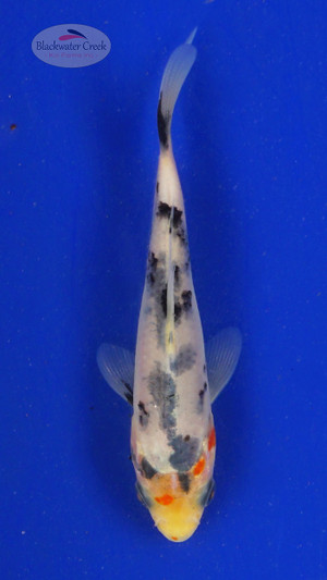 Koi 670 3-4 inches [PW-T23-670]