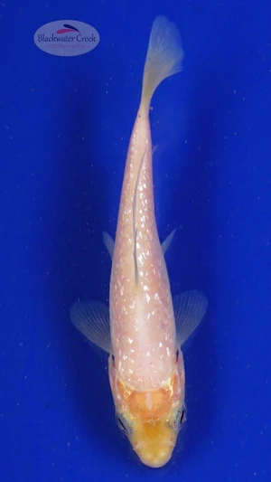 Koi 678 3-4 inches [PW-T23-678]