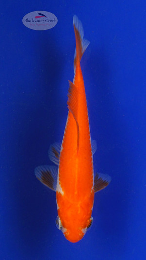 Goldfish 694 3-4 inches [PW-T24-694]