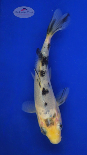 Koi 695 3-4 inches [PW-T24-695]
