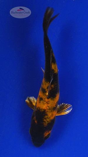 Koi 700 3-4 inches [PW-T24-700]