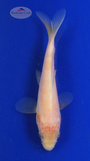 Koi 701 3-4 inches [PW-T24-701]