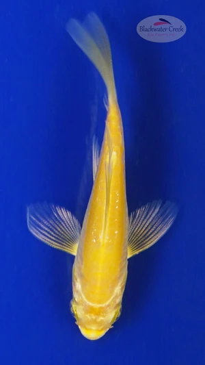 Koi 704 3-4 inches [PW-T24-704]