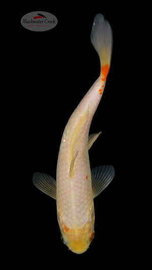 Chester 5-6 inches [G26-T45-7]