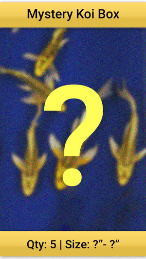 Astonishing Mystery Box of Koi Qty 5