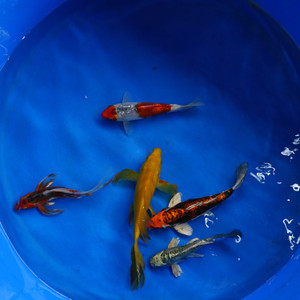 Super Koi Deal #19 Qty 5 [SKD19-7926-SH7] 7-12 inches