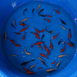 Super Goldfish Deal #7 [SKD7-71326-7] Qty 50 2-4 inches