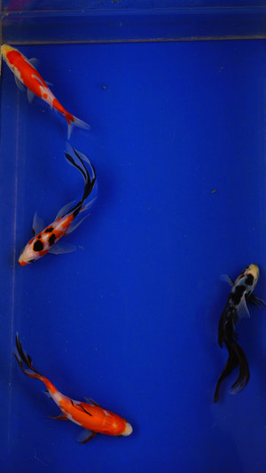 Super Goldfish Deal #10 [SKD10-71326-10] Qty 4 - 4-5inches