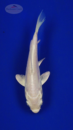 Koi 3-4 inches [PW-T26-710]