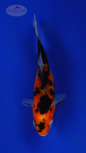 Goldfish 3-4 inches [PW-T26-711]