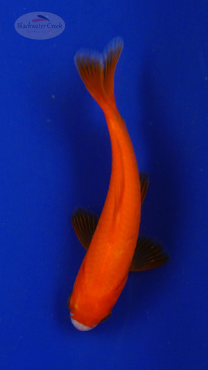 Goldfish 3-4 inches [PW-T26-713]