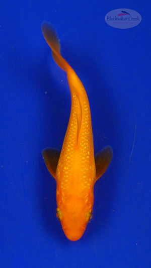 Koi 3-4 inches [PW-T26-719]
