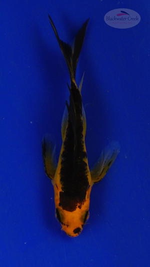 Koi 3-4 inches [PW-T26-722]