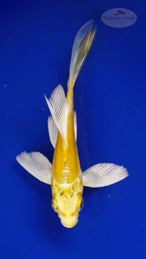 Koi 3-4 inches [PW-T26-723]