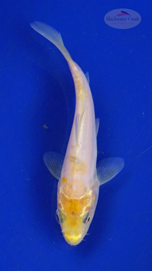 Koi 3-4 inches [PW-T26-725]