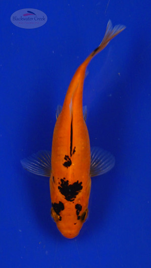 Goldfish 3-4 inches [PW-T26-727]