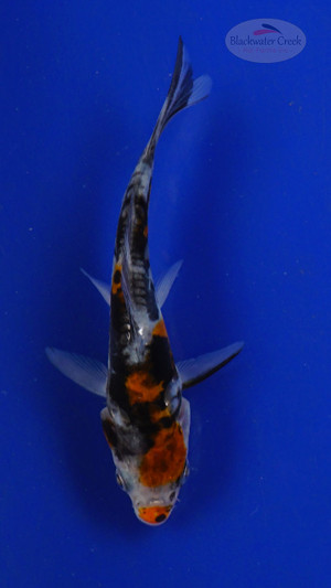 Koi 3-4 inches [PW-T26-732]