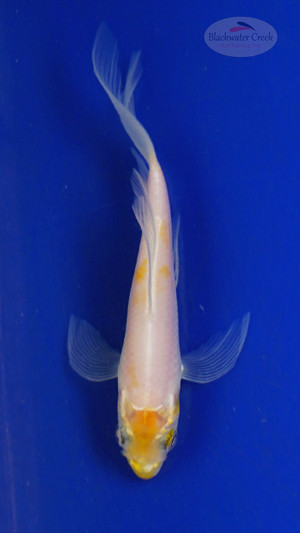 Koi 3-4 inches [PW-T26-735]