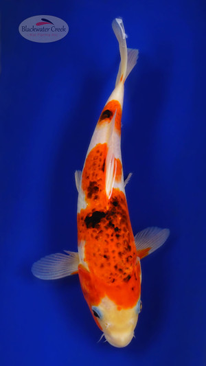 Sanke 11 inches [ED6-71426-7]