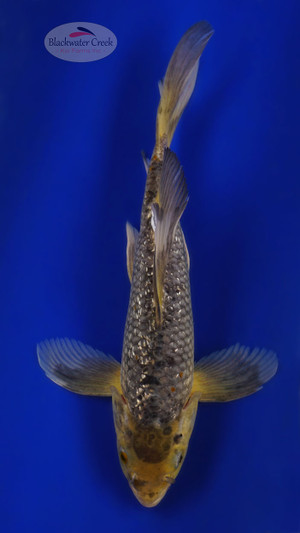 Soragoi 10 inches [ED9-71426-5]