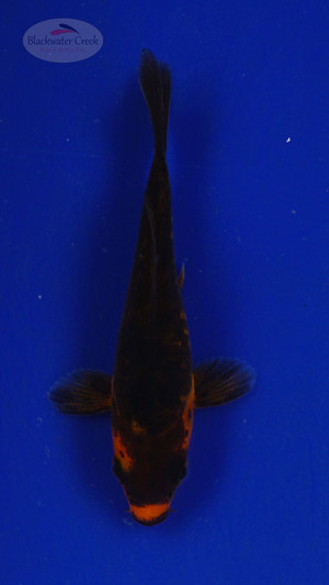 Koi 3-4 inches [PW-T27-737]