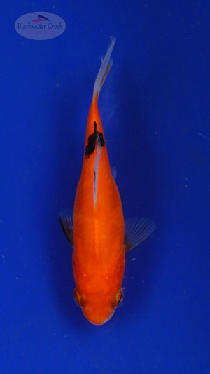 Goldfish 3-4 inches [PW-T27-740]