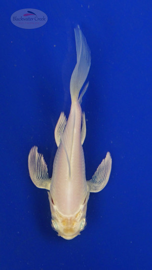 Koi 3-4 inches [PW-T27-741]