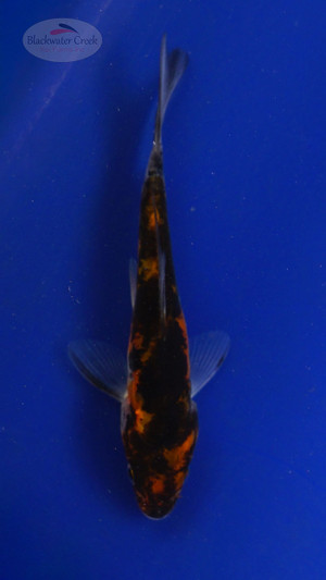 Koi 3-4 inches [PW-T27-742]