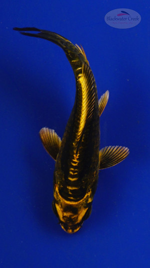 Koi 3-4 inches [PW-T27-744]