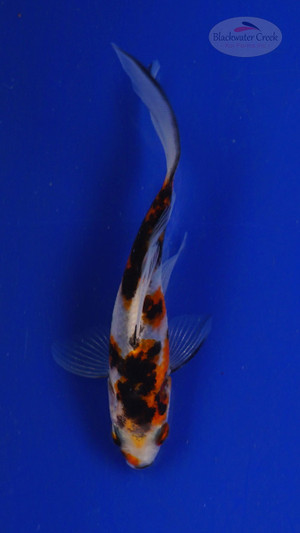 Goldfish 3-4 inches [PW-T27-745]
