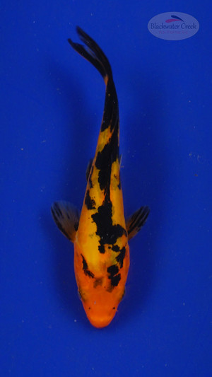 Koi 3-4 inches [PW-T27-746]