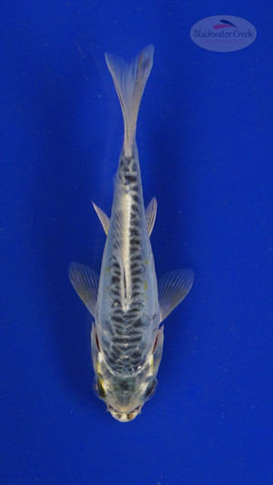 Koi 3-4 inches [PW-T27-747]