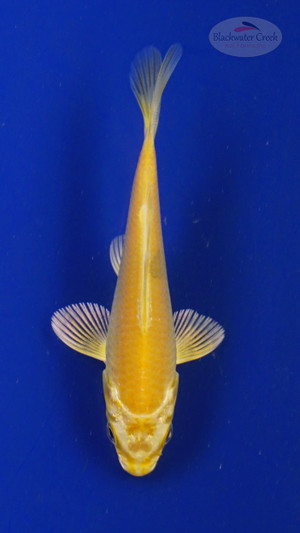 Koi 3-4 inches [PW-T27-748]