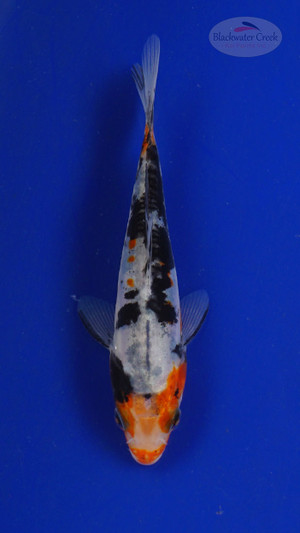 Koi 3-4 inches [PW-T27-749]