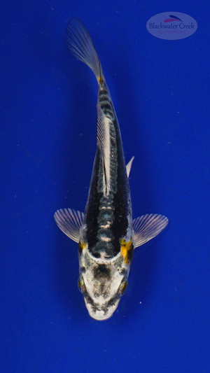 Koi 3-4 inches [PW-T27-754]