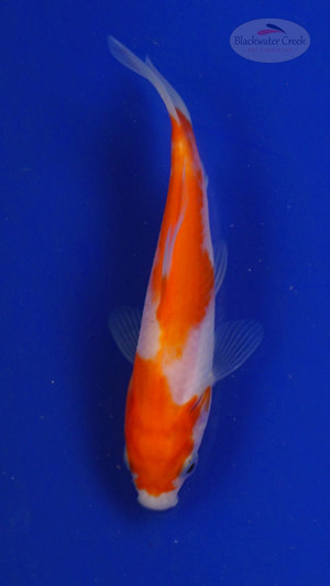 Goldfish 3-4 inches [PW-T27-755]