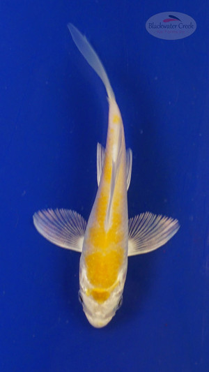 Koi 3-4 inches [PW-T27-756]