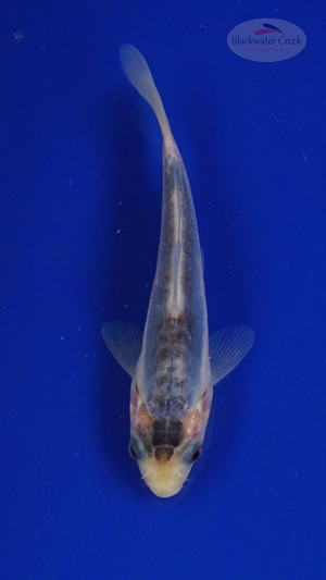 Koi 3-4 inches [PW-T27-757]