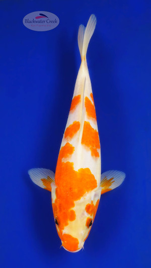 Kohaku 10 inches [ED11-72626-4]