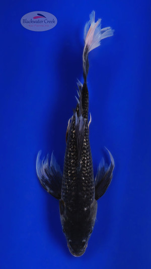 Matsukawabake 8-9 inches [H26-T59-8]