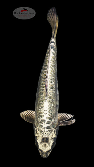 Kikokuryu 12 inches[ED13-72426-2] SPLIT FIN