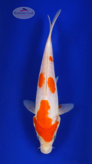 Kohaku 10 inches [ED13-72426-6]