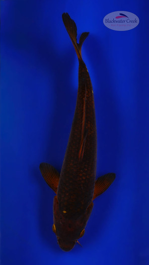 Chagoi 10 inches [ESH1-72926-1]