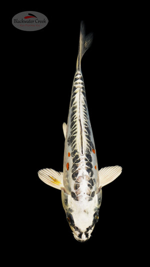 Beni Kikokuryu 9 inches [SH12-72426-5]