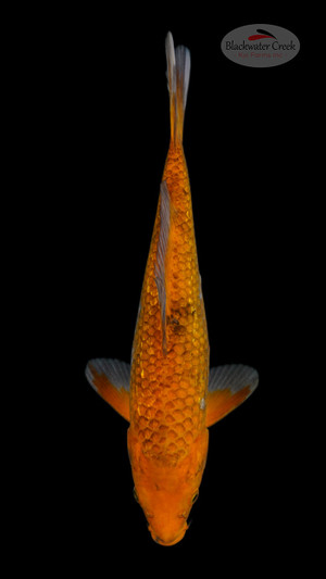 Chagoi 10 inches [ESH15-73026-7]